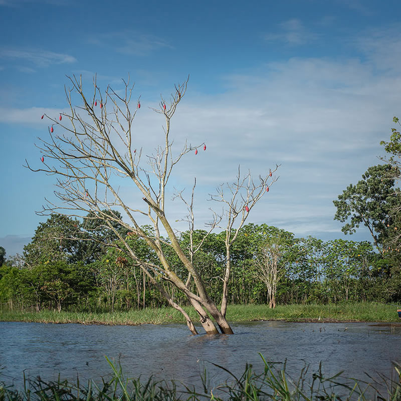 Río Amazonas pierde conexión con Yahuarcaca y amenaza migración de peces