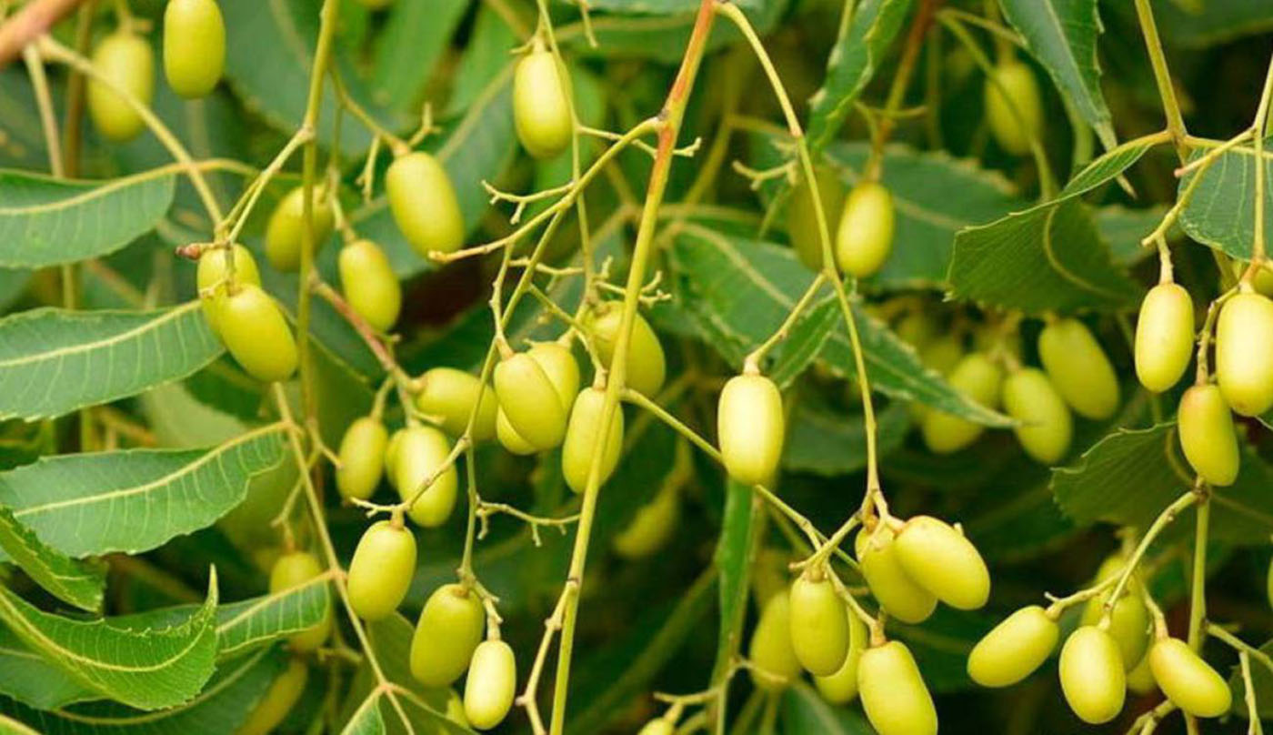 Árbol de neem y sus compuestos repelentes: materia prima contra