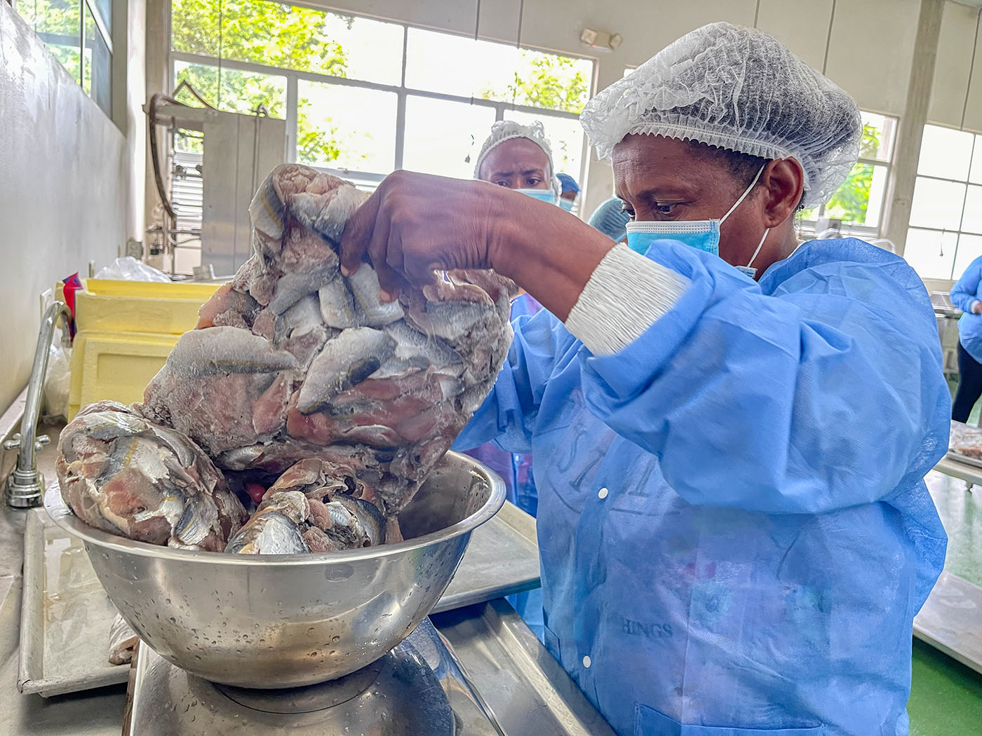 Pequeños peces marinos, materia prima para un snack que busca aportar a la  nutrición de los niños de Tumaco