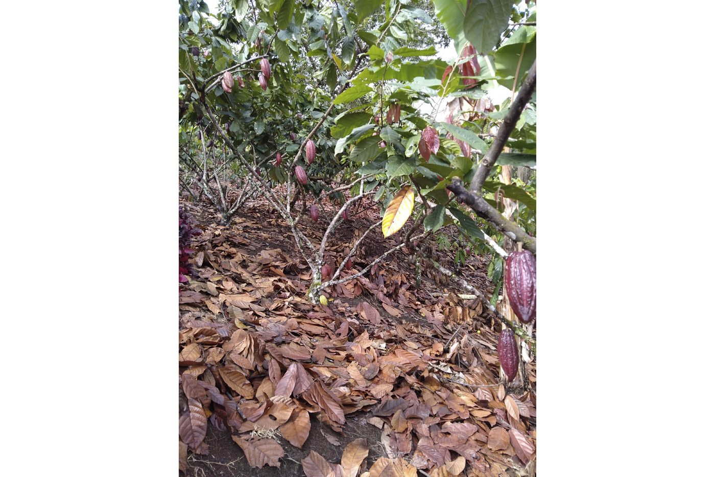 Hojarasca que es utilizada como el principal fertilizante de los suelos cacaoteros. Fuente: Diego Alejandro González Bello, magíster en Ciencias Agrarias.