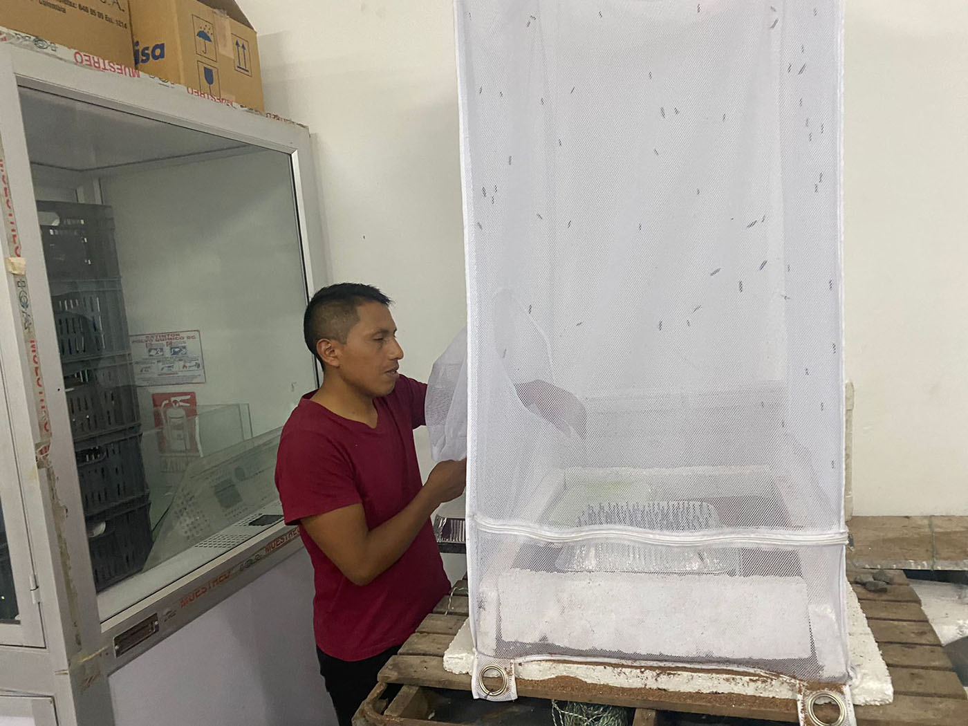 Álvaro Esteban Quilismal, estudiante de la Maestría en Ciencias Agrarias, hace seguimiento al desarrollo de las larvas para el estudio.