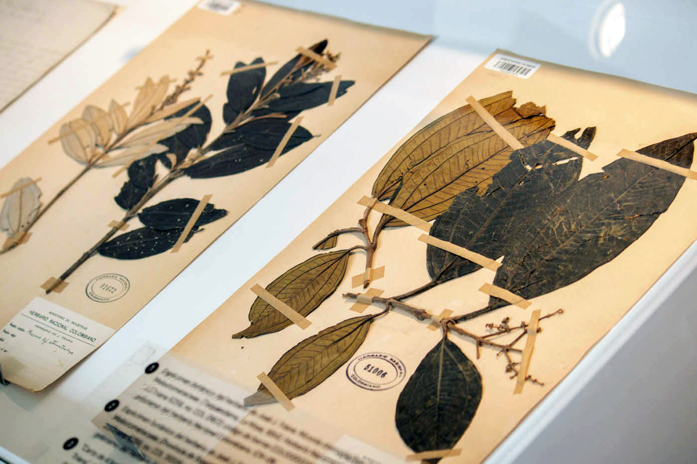 Papeles y mapas inéditos de Agustín Codazzi que estuvieron resguardados en Turín regresaron a Colombia en formato digital y se exponen en el Museo Leopoldo Rother de la UNAL. Foto: Nicol Torres, Unimedios.