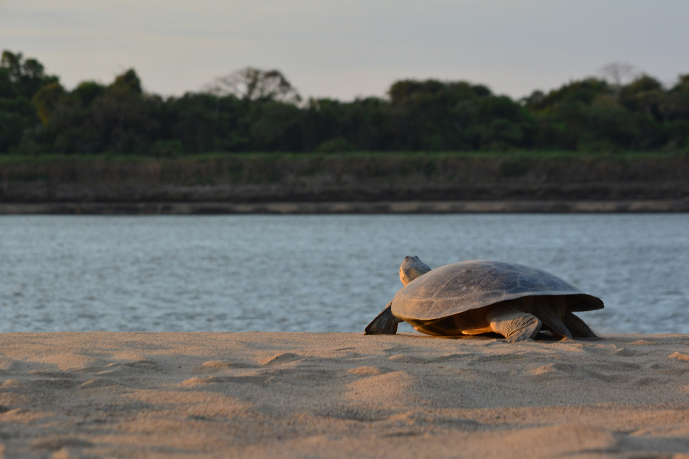 Las tortugas hembra están más expuestas que los machos porque salen a tierra para poner sus huevos.