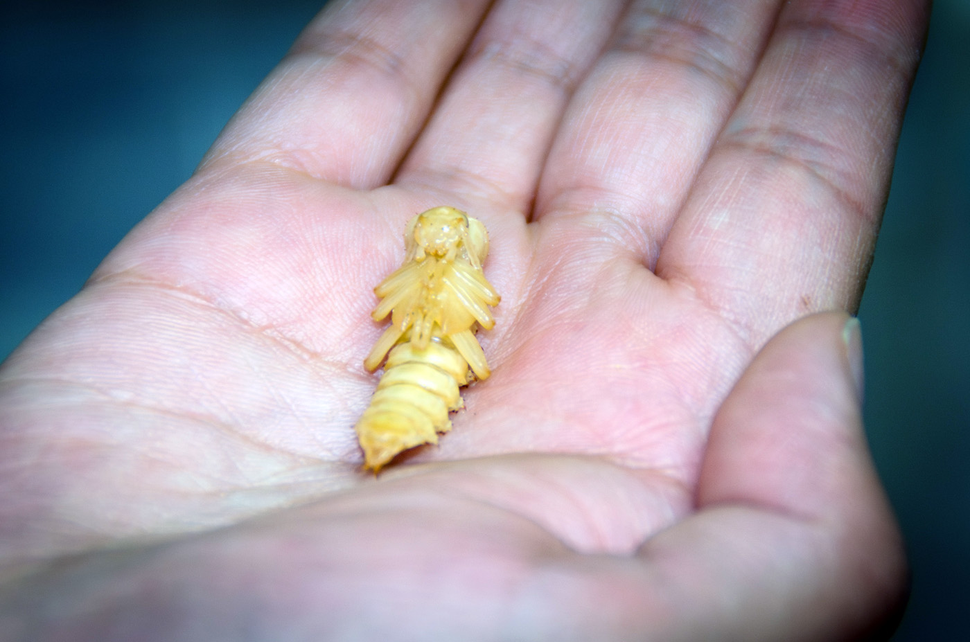 Larvas de Zophobas en proceso de metamorfosis. Foto: María Fernanda Londoño, Unimedios.