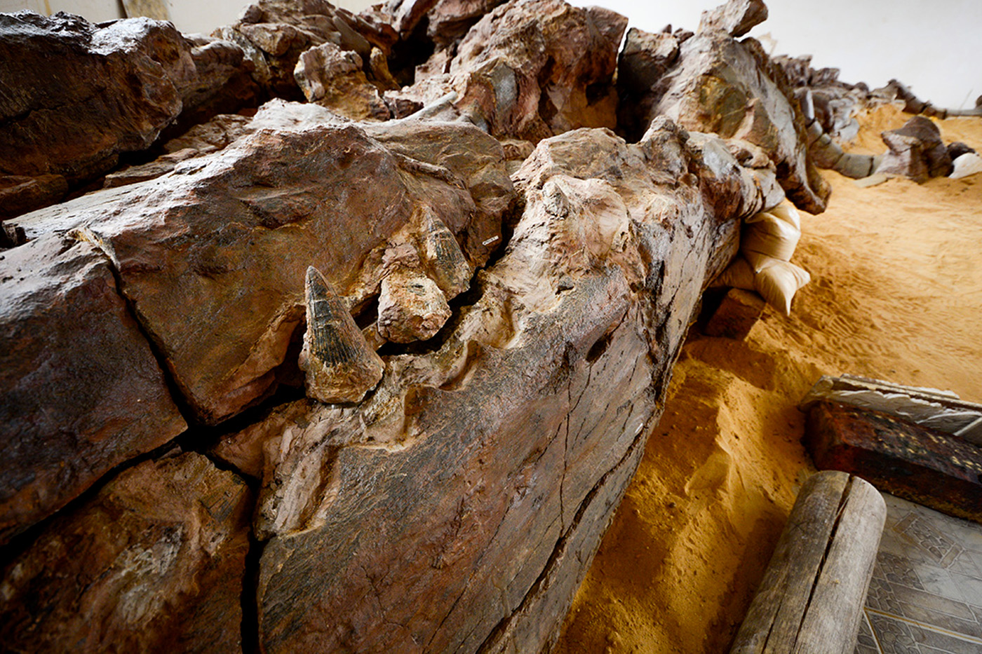 En su investigación, la profesora Páramo encontró el pliosaurio más grande del mundo, en Sáchica (Boyacá). Foto: archivo Unimedios.