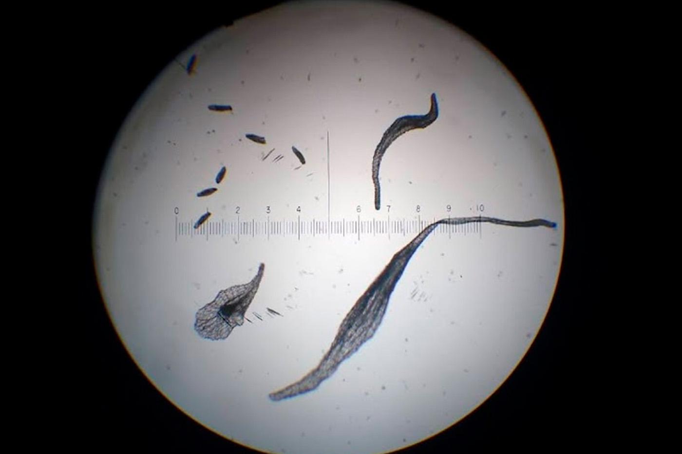 El glifosato altera la interacción de las plantas con los organismos que permiten su crecimiento. Foto: Tupac Otero, profesor del Grupo de Investigación en Orquídeas, Ecología y Sistemática Vegetal.