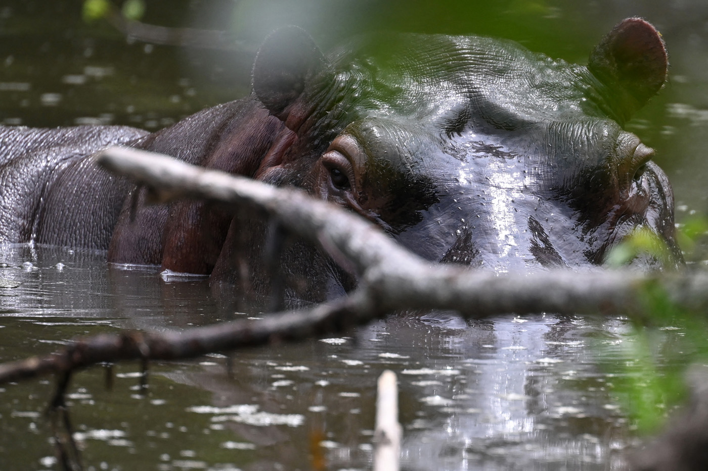 La cacería de especies invasoras como los hipopótamos permitiría controlar su distribución. Foto: Raúl Arboleda/AFP.