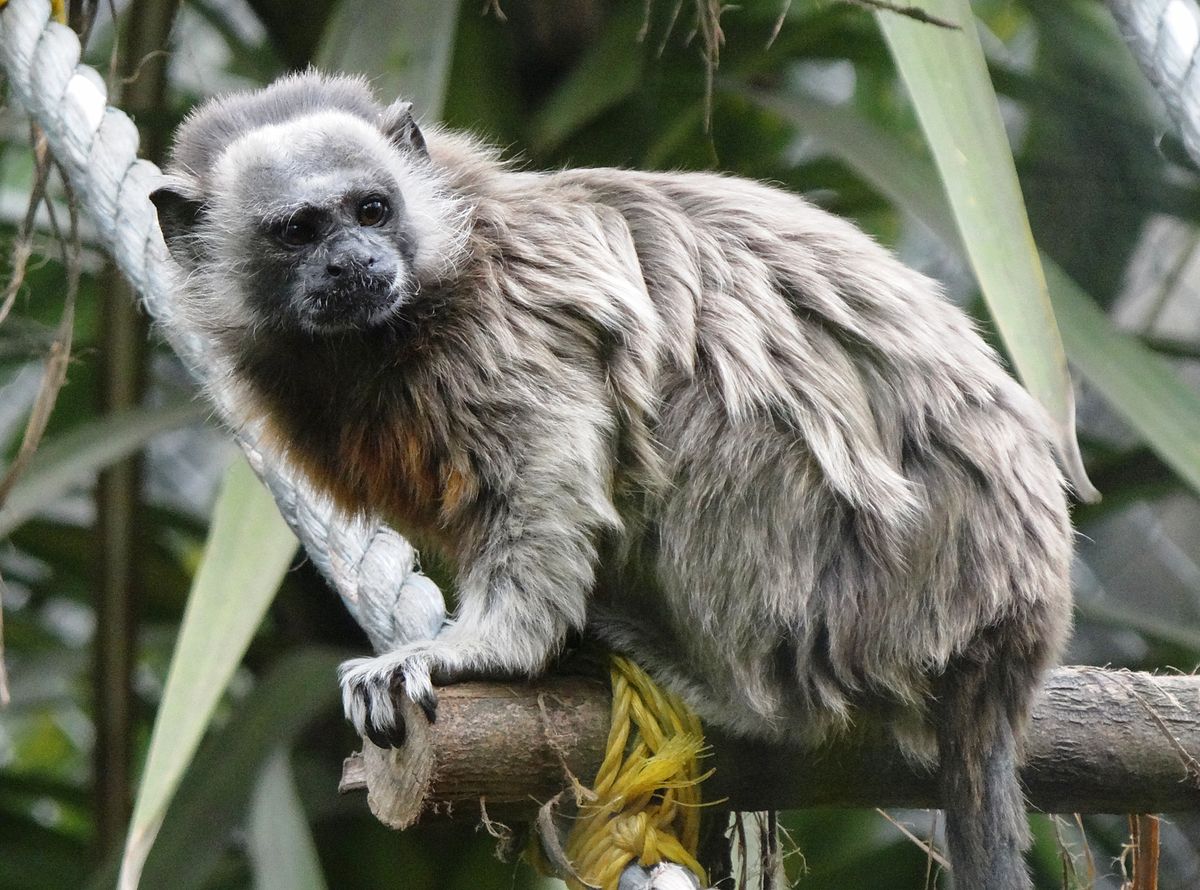 Alteración genética que se creía exclusiva de humanos fue hallada en primate