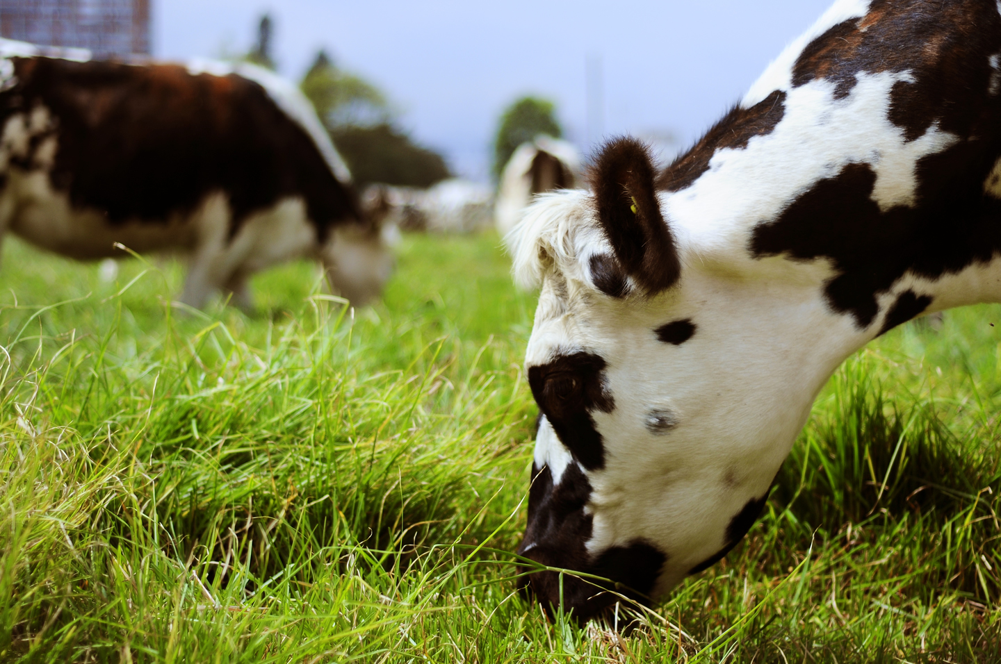 Molécula de calostro de vaca ataca el cáncer oral
