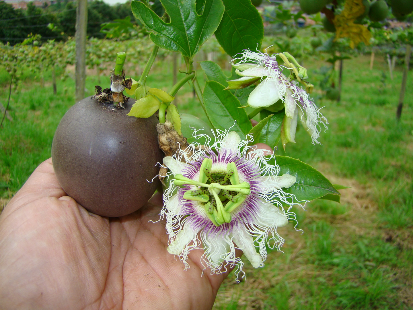 Native purple passion fruit is the key to exporting elite fruits