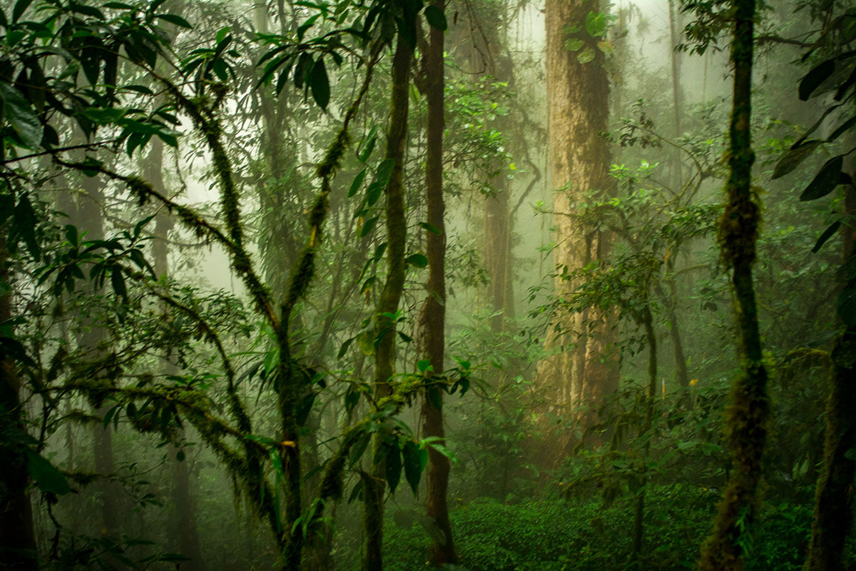 Bosques andinos tienen la clave para mitigar el cambio climático